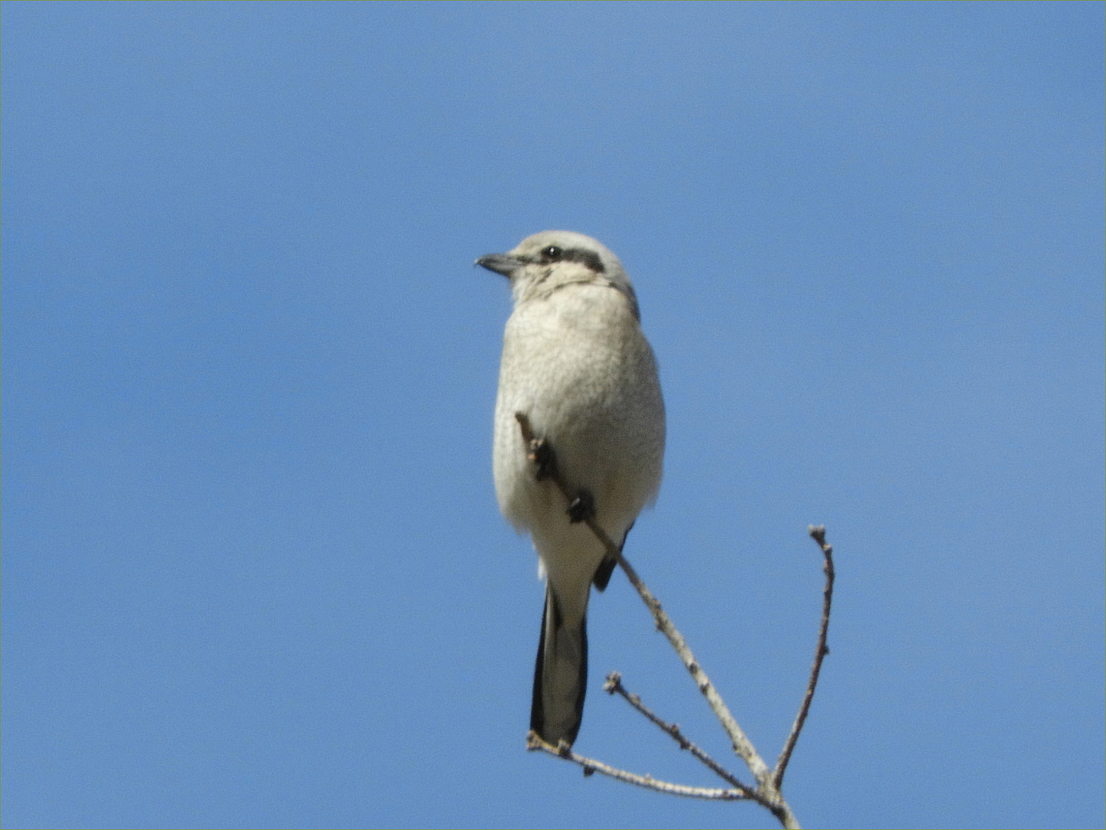 Northern Shrike