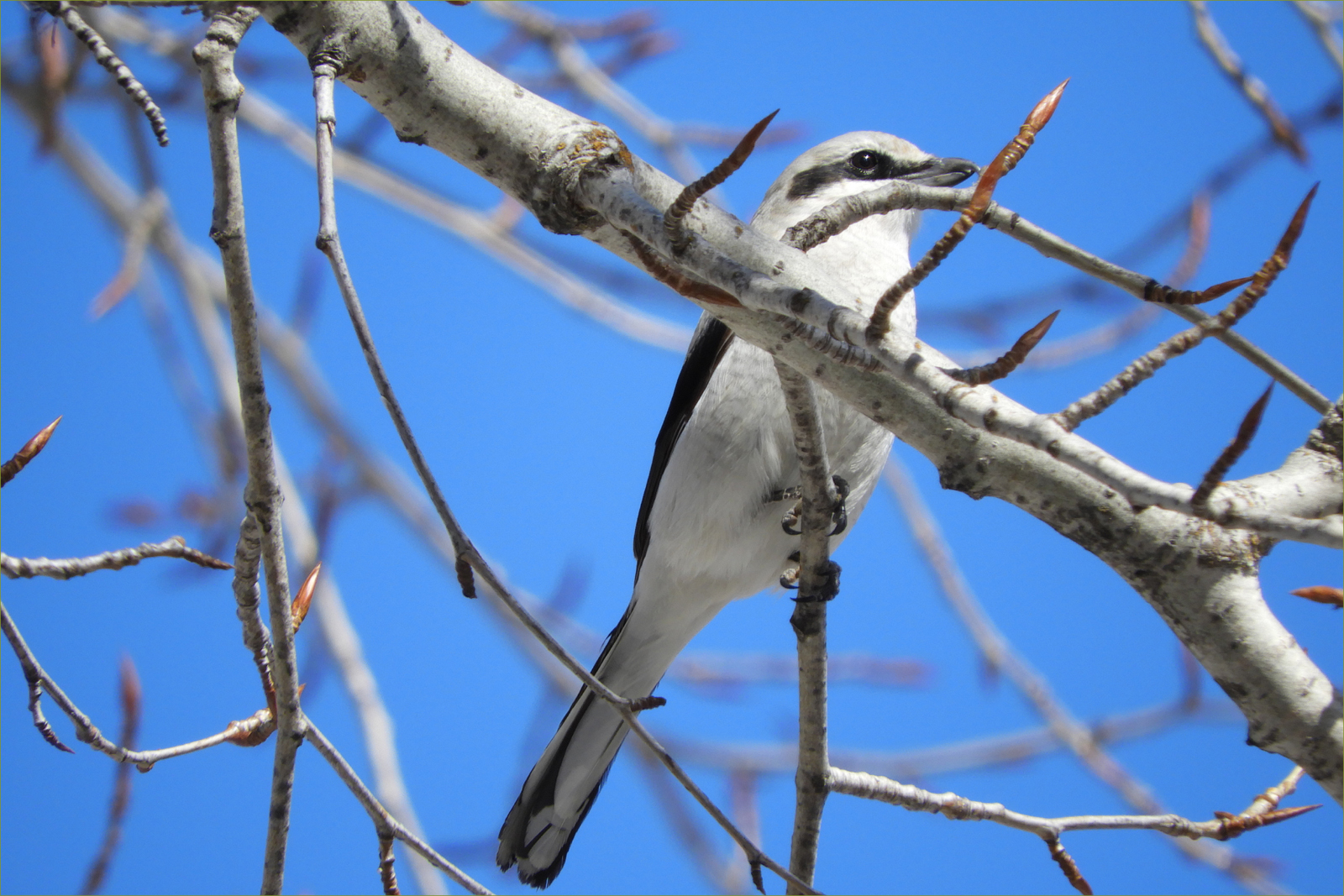 Loggerhead Shrike