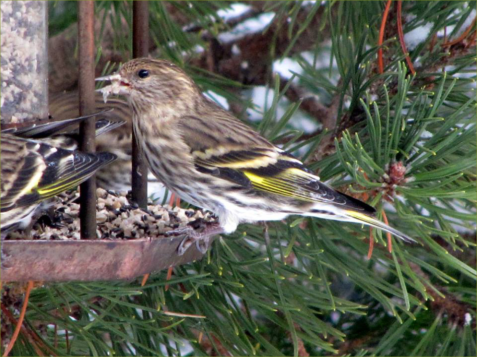 Pine Siskin