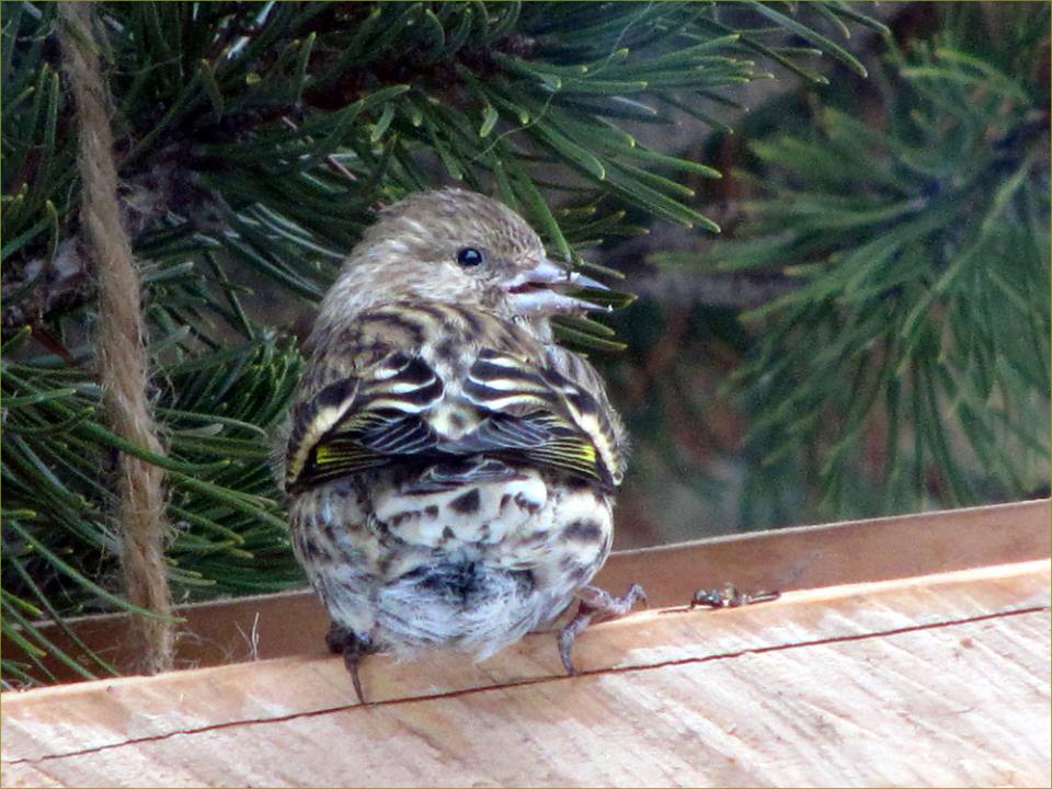 Pine Siskin