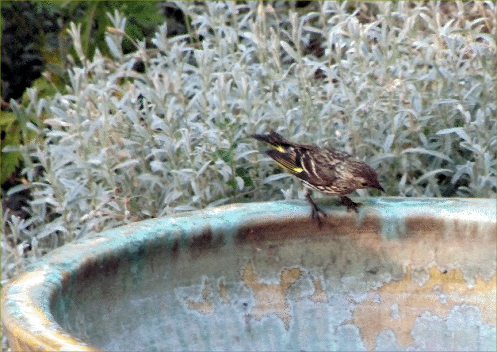 Pine Siskin