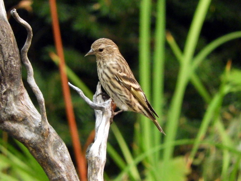Pine Siskin