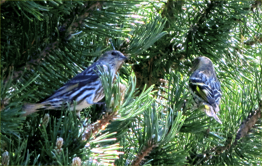 Pine Siskin