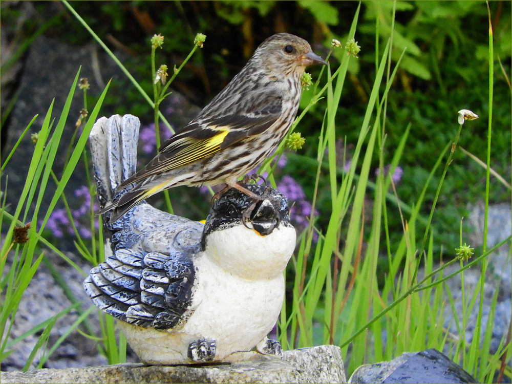 Pine Siskin
