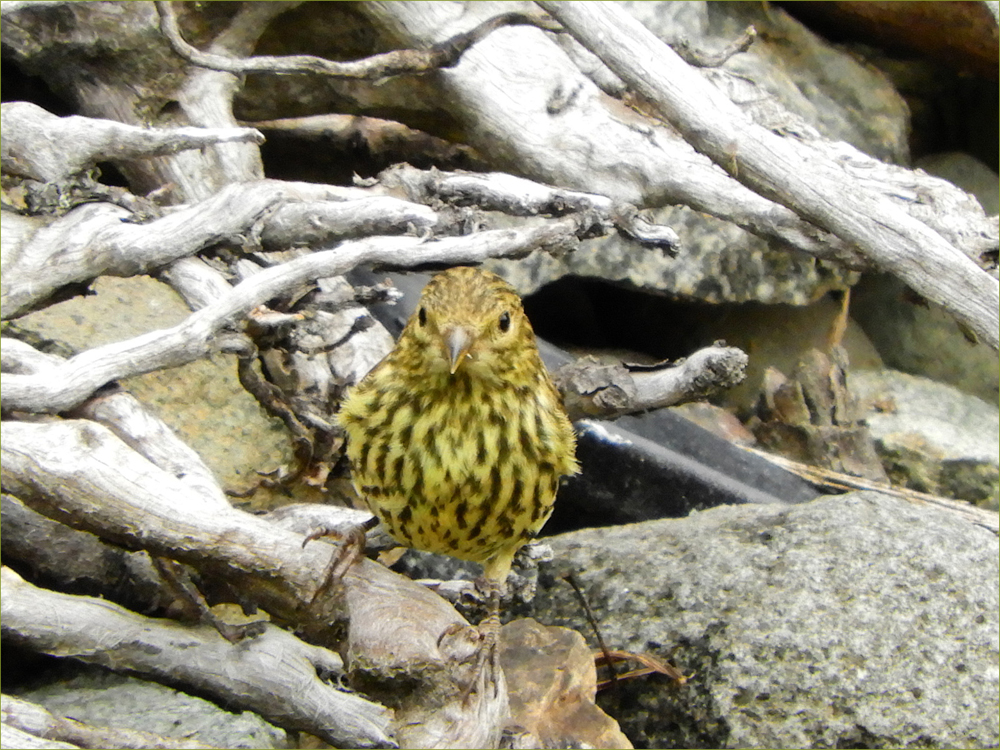 Green-morph Pine Siskin