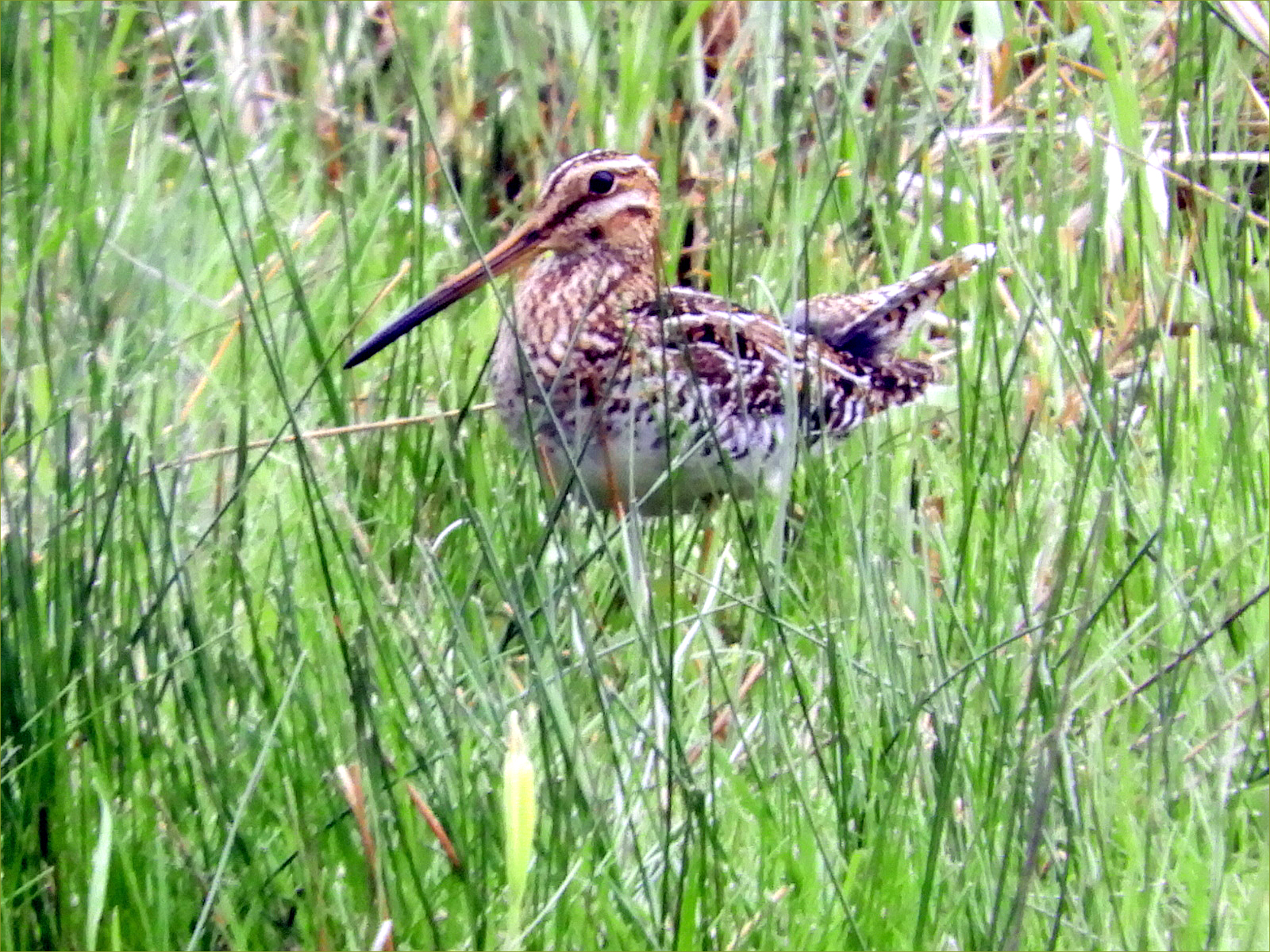 Wilson's Snipe