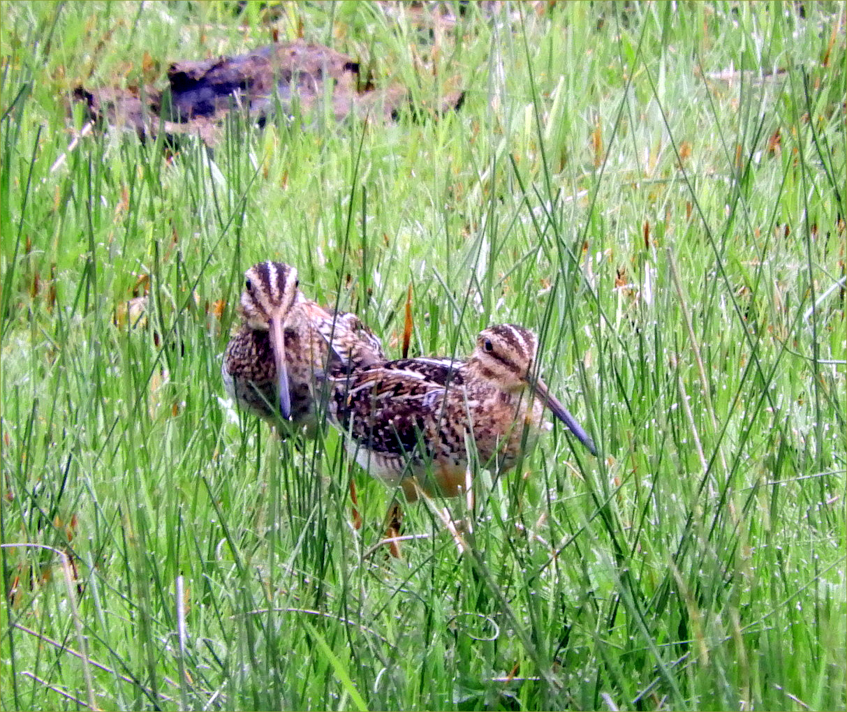 Wilson's Snipe pair