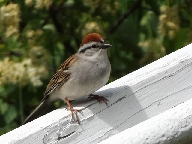 Chipping Sparrow