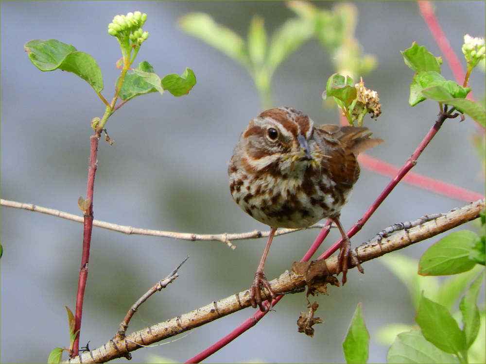 Song Sparrow