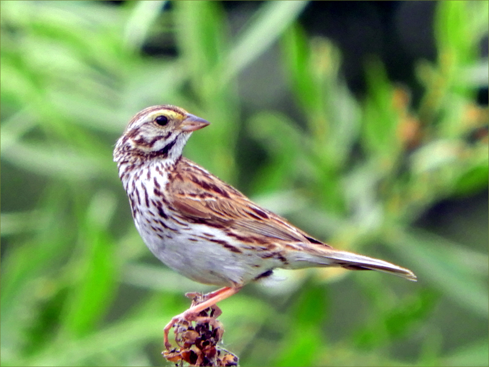 Savannah Sparrow