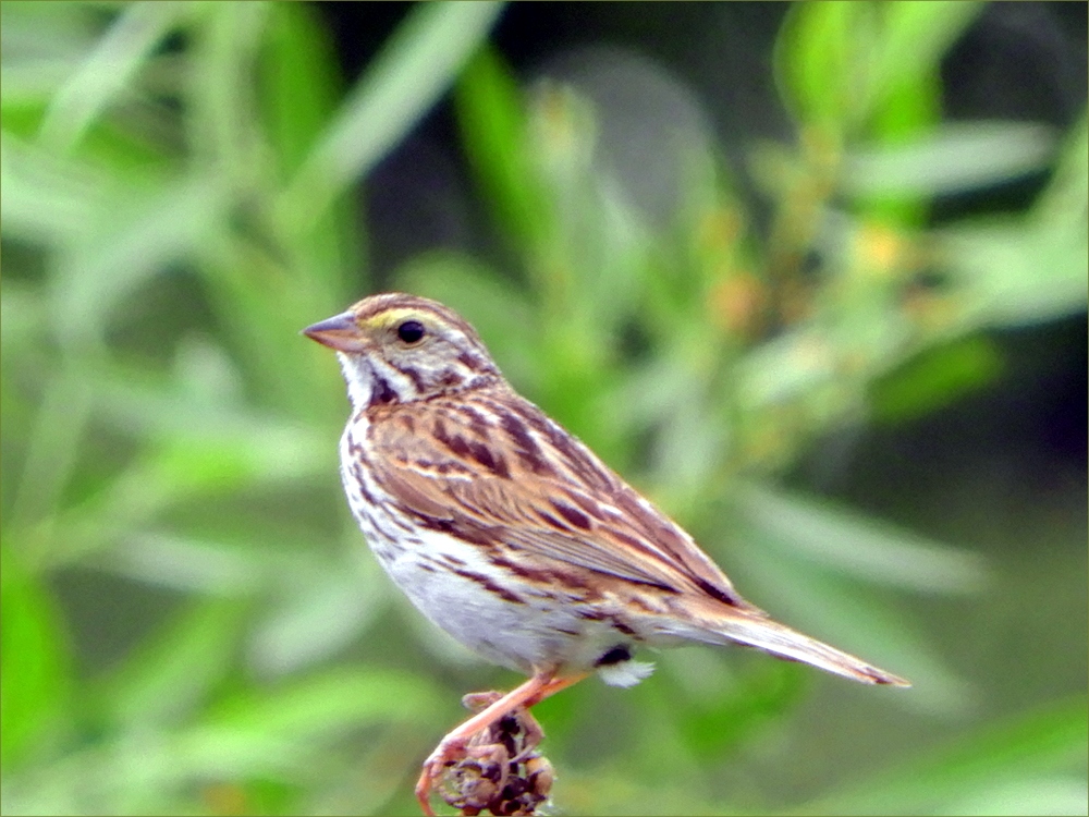 Savannah Sparrow
