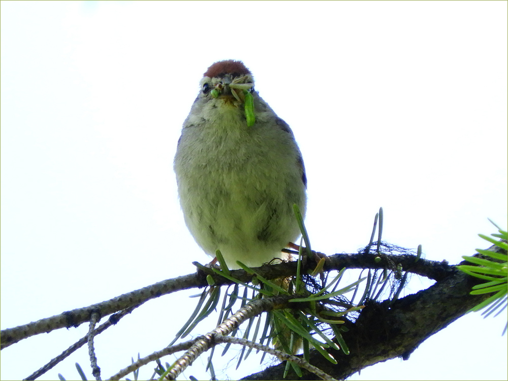Chipping Sparrow