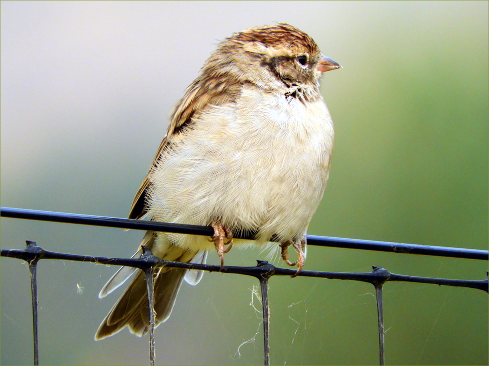 Chipping Sparrow (juvenile)