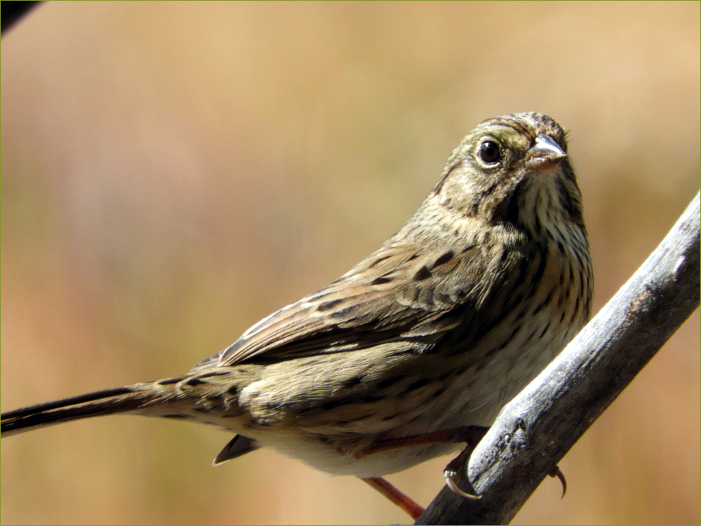 Lincoln's Sparrow