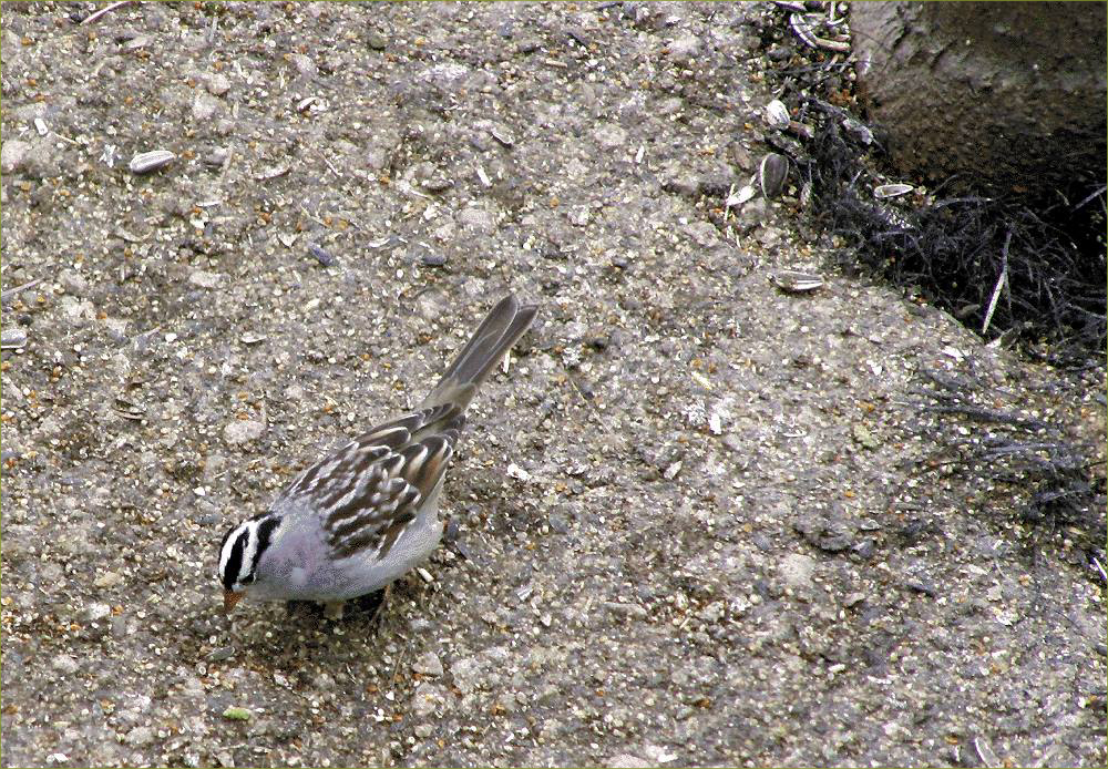 White-crowned Sparrow