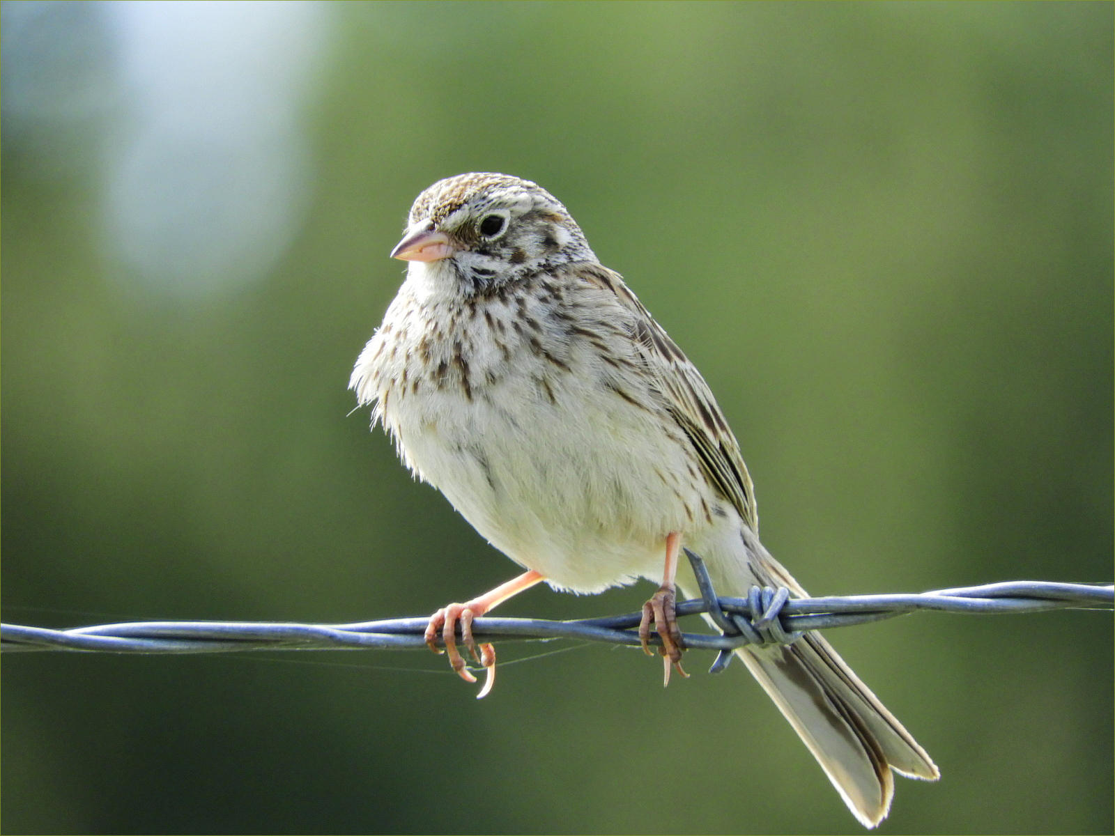 Vesper Sparrow
