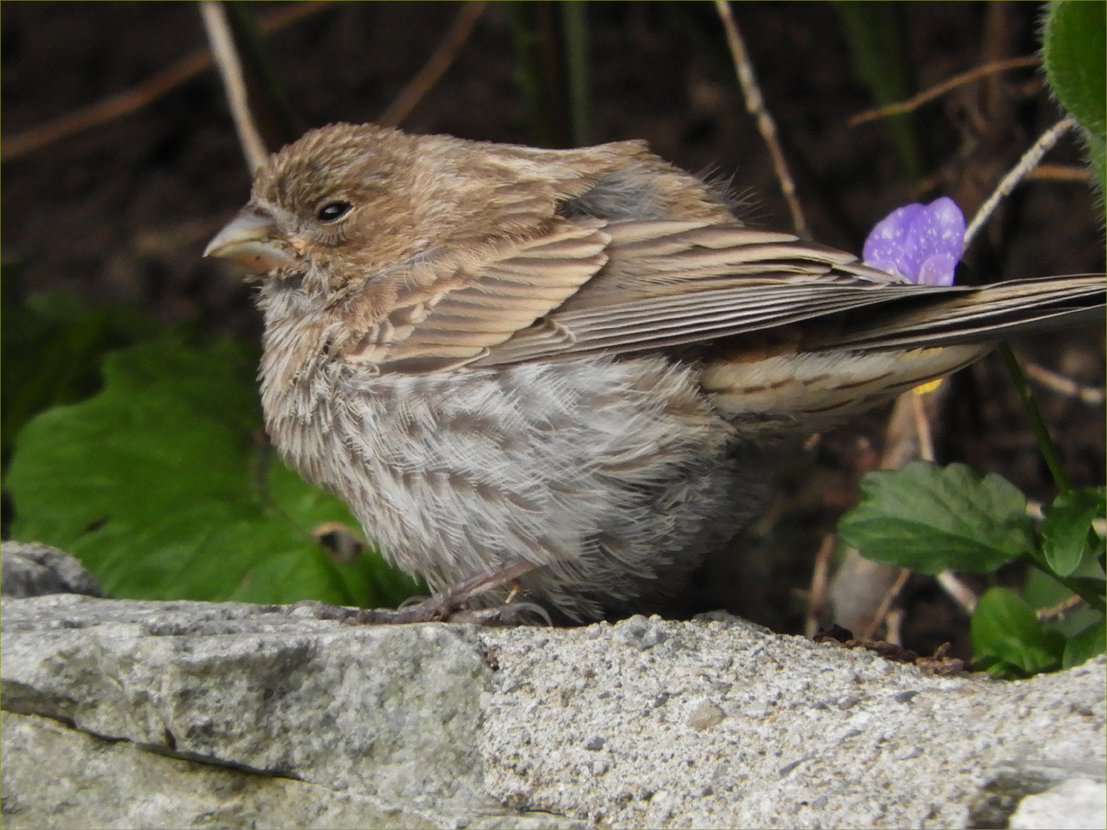Song Sparrow (juvenile)