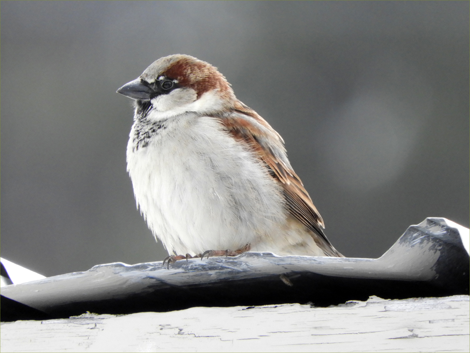 House Sparrow