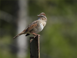 Lincoln Sparrow