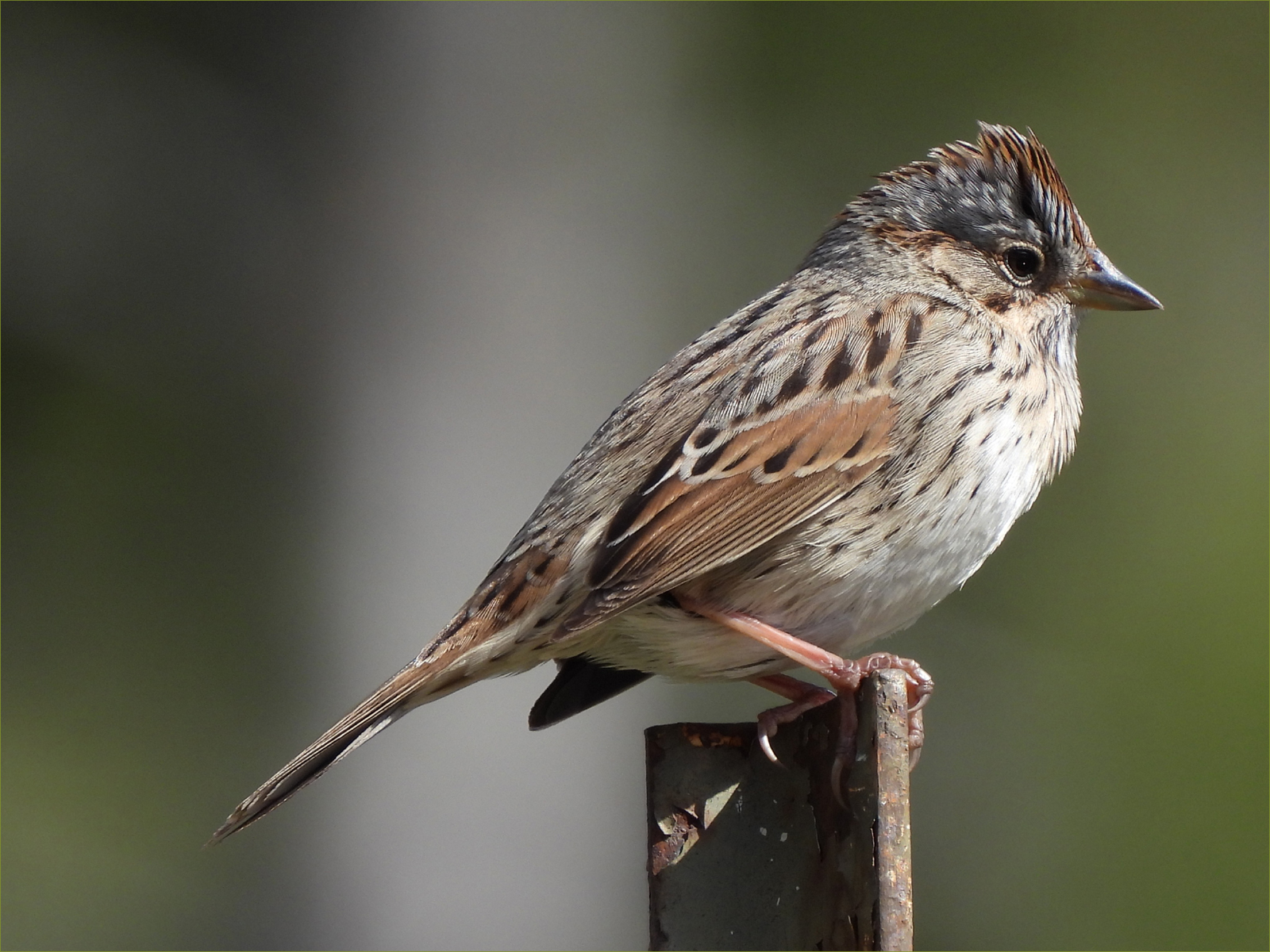 Lincoln Sparrow
