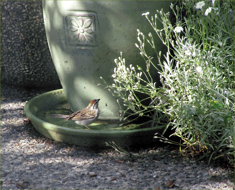 Chipping Sparrow