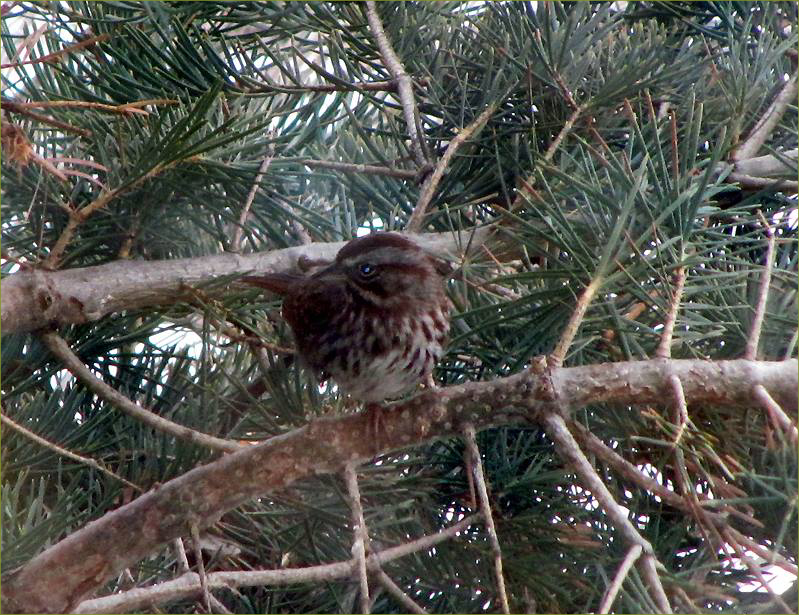 Song Sparrow