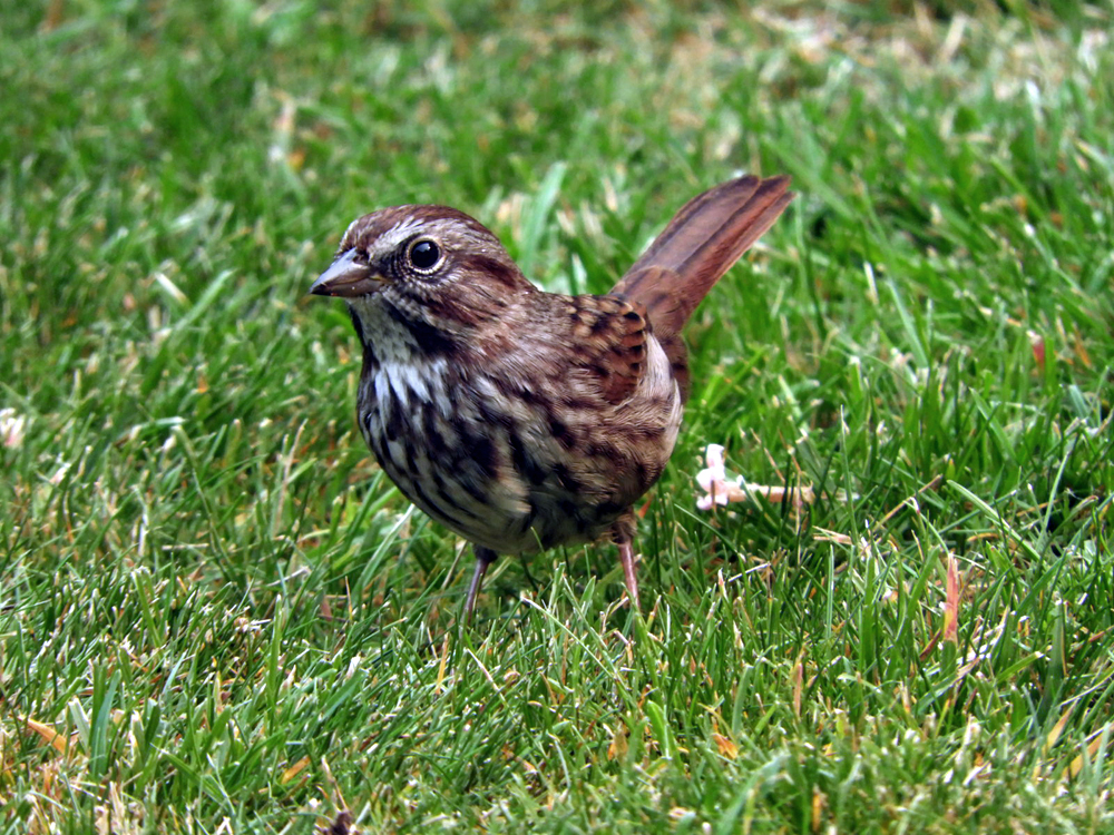 Song Sparrow