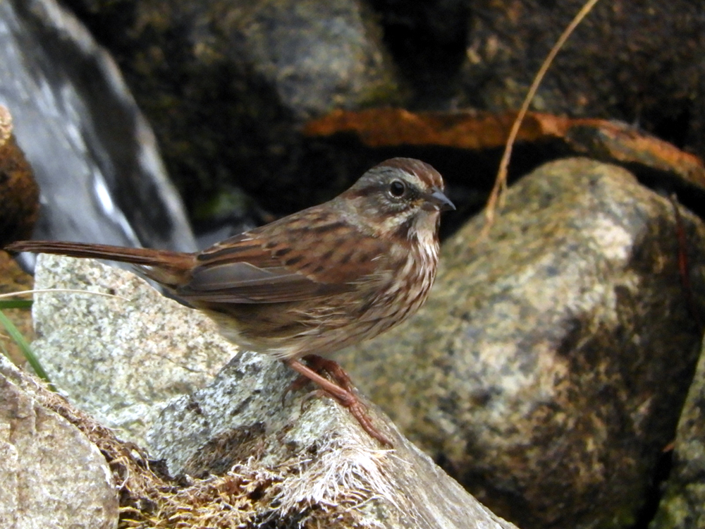 Song Sparrow