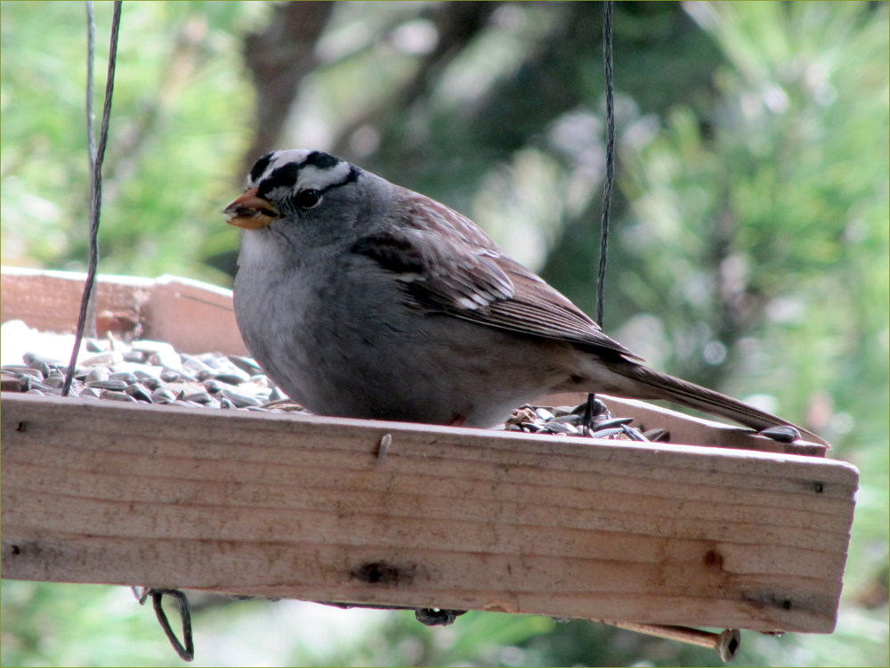 White-crowned Sparrow
