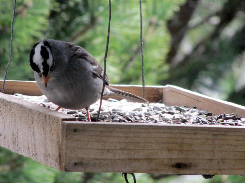 White-crowned Sparrow