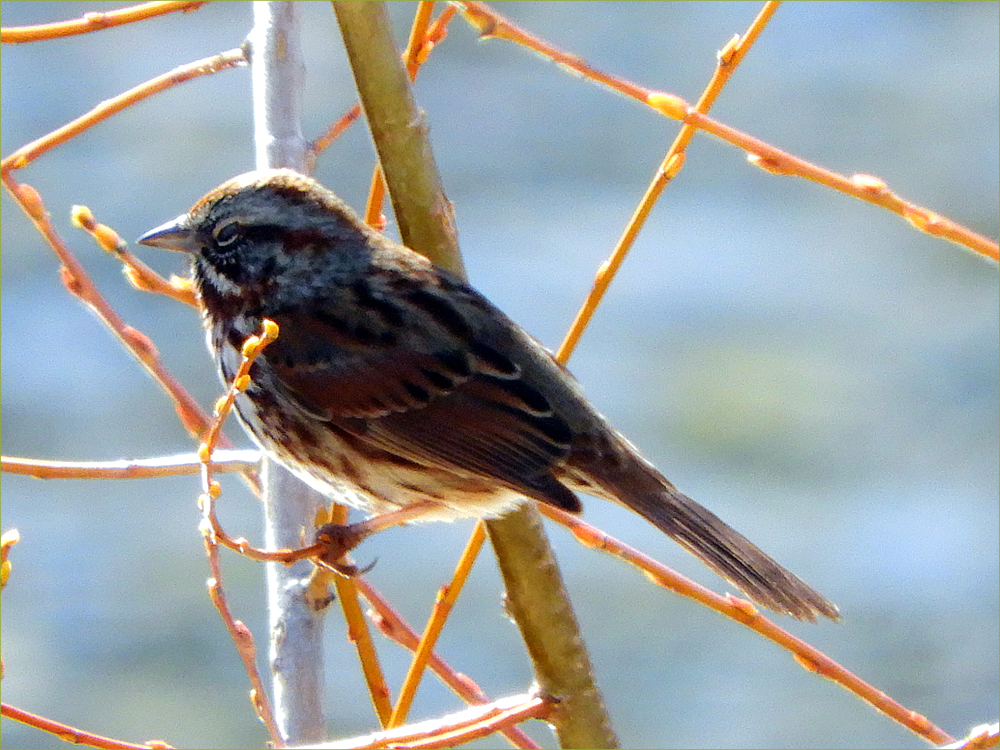 Song Sparrow