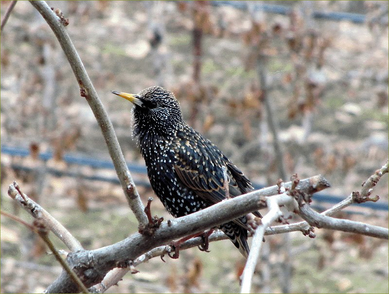 European Starling
