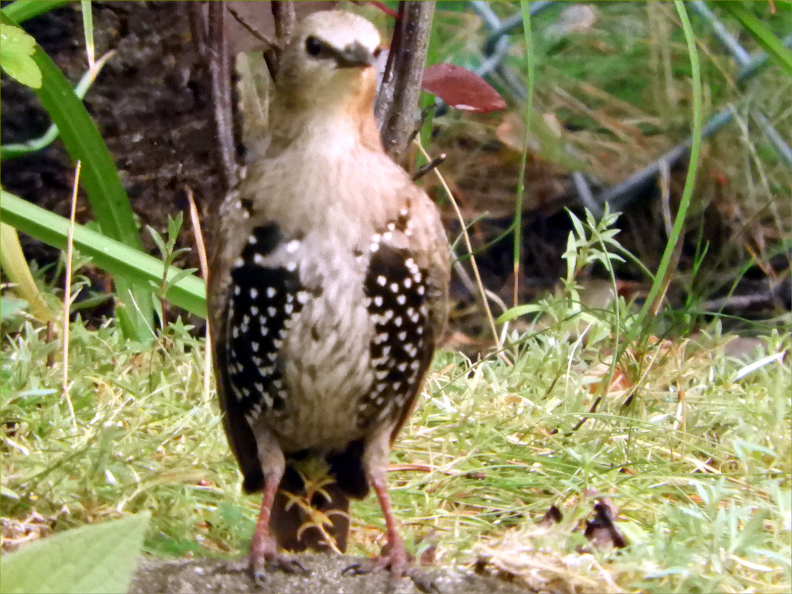 European Starling