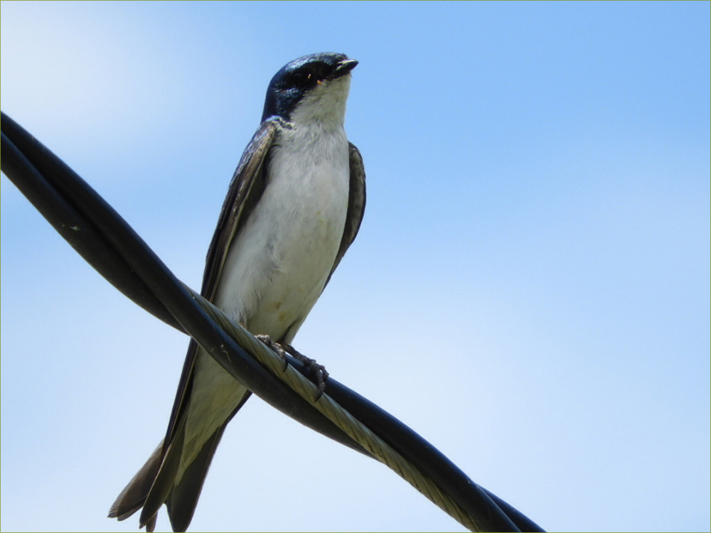 Tree Swallow