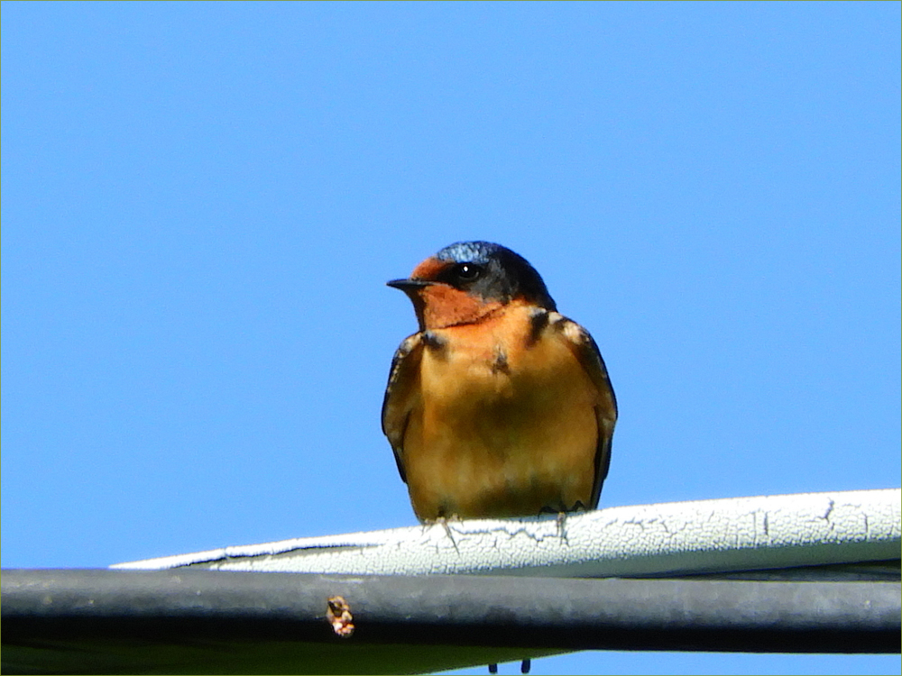 Barn Swallow