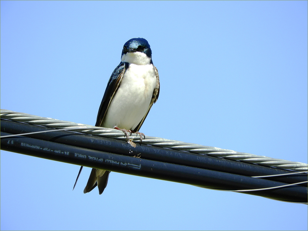 Tree Swallow