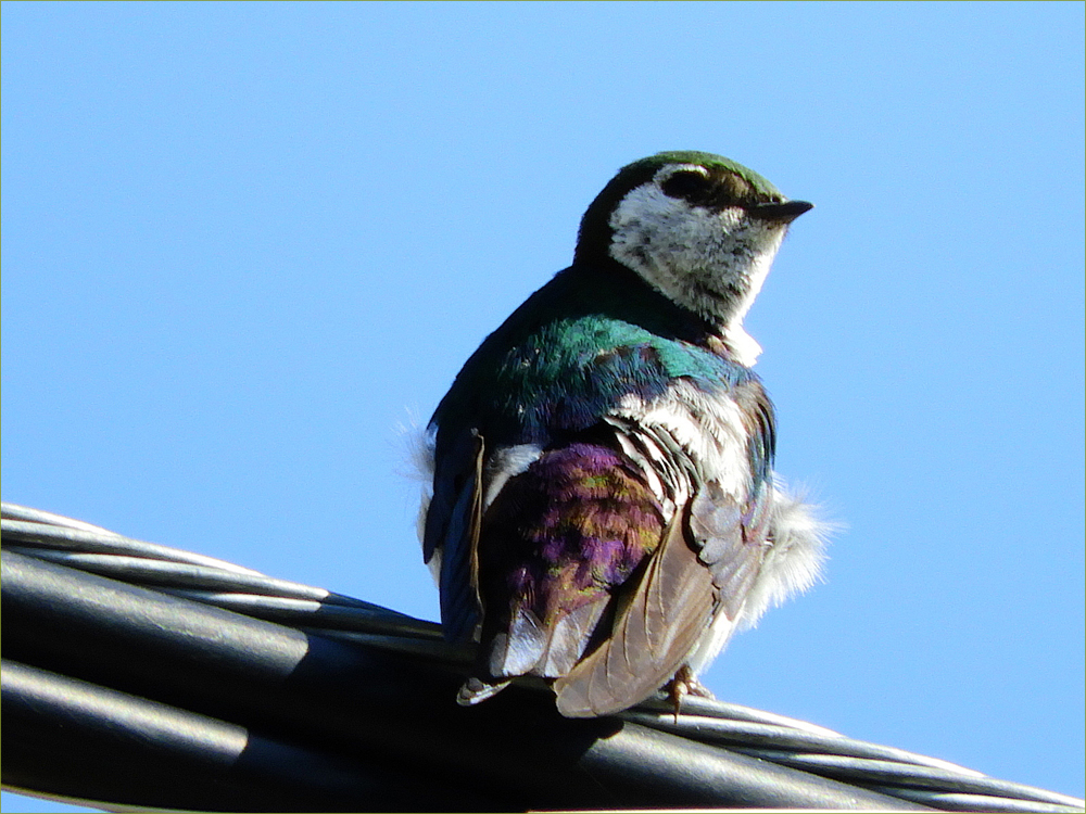 Violet-green Swallow