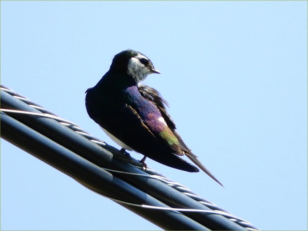 Violet-green Swallow