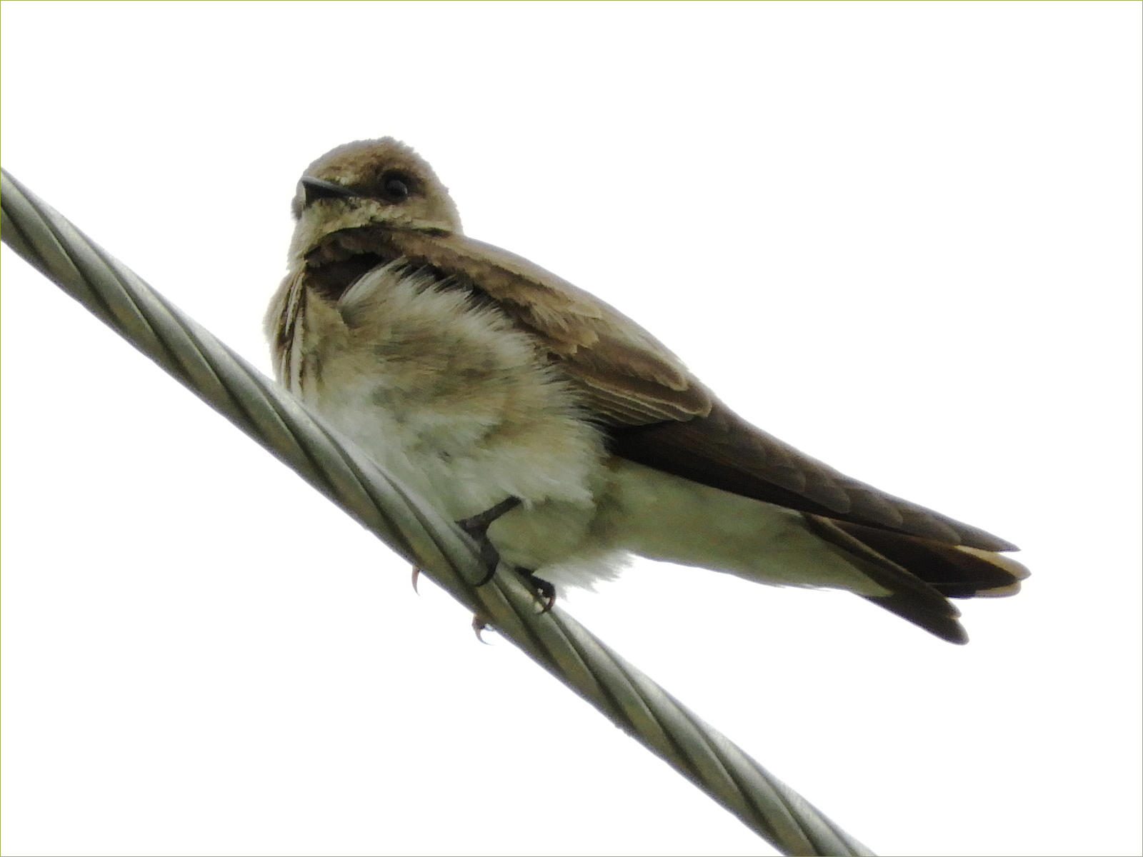 Rough-winged Swallow