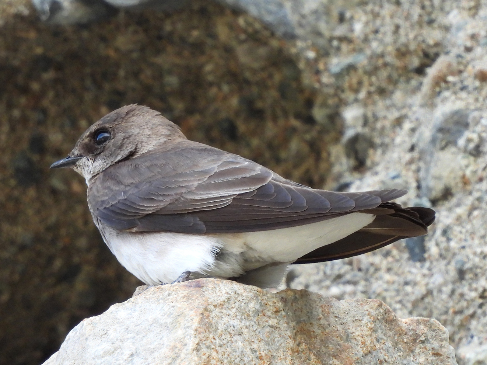 Rough-winged Swallow