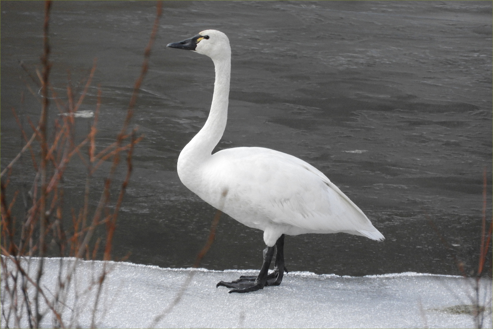 Whistling Swan