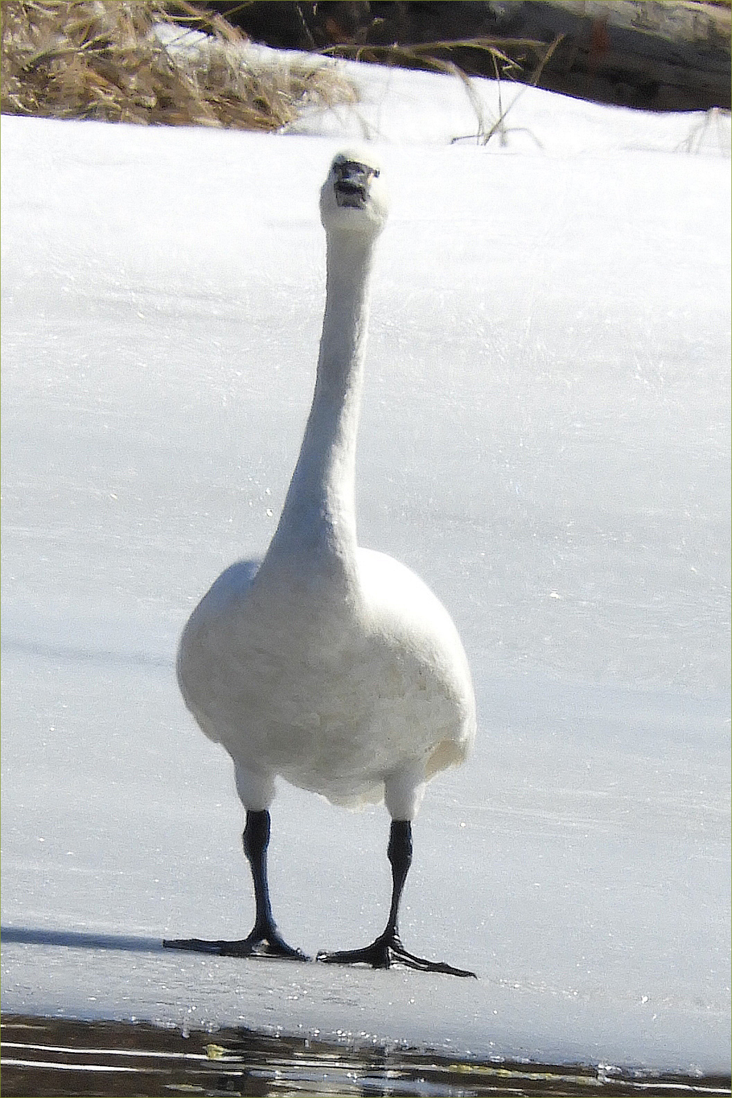 Whistling Swan