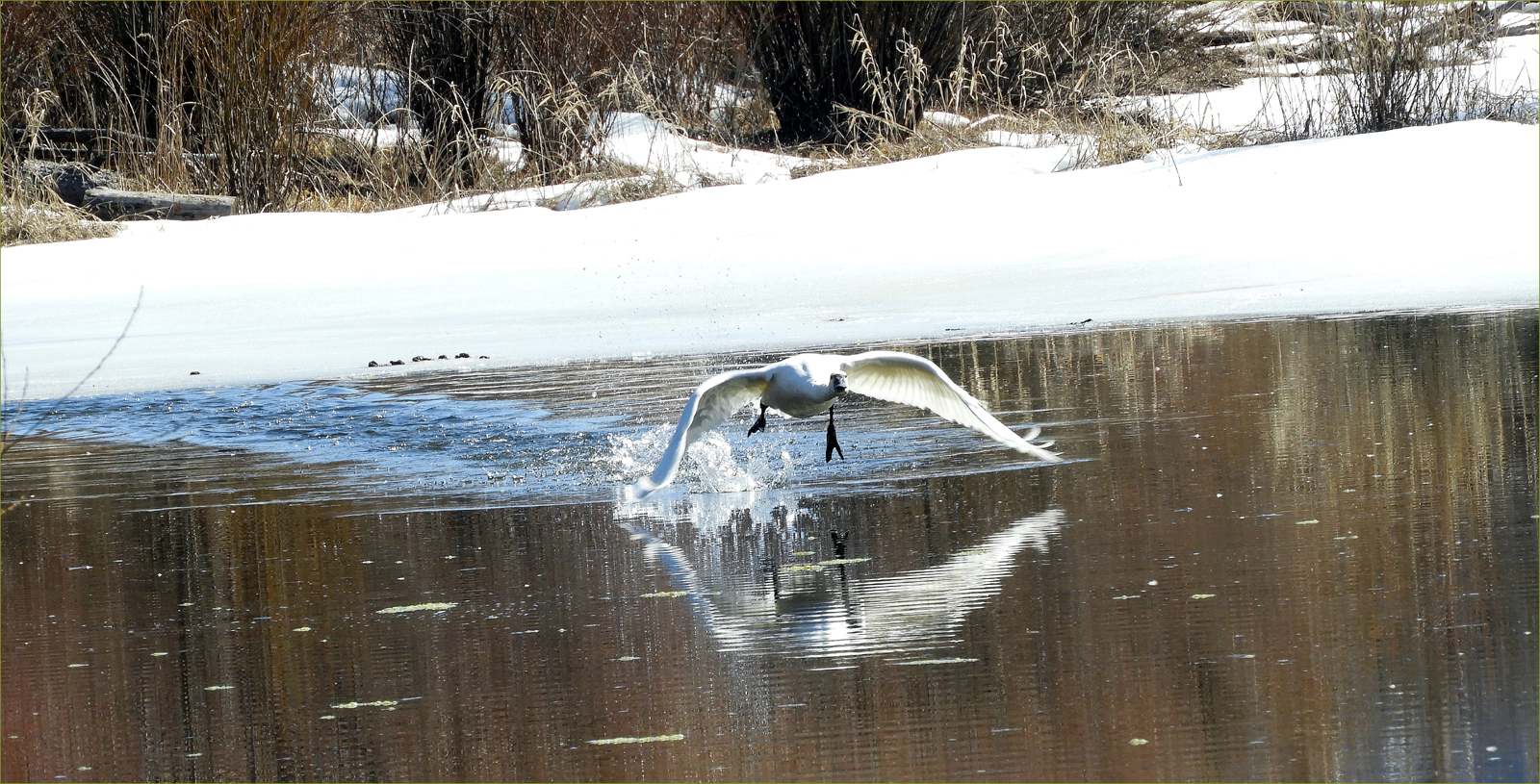 Whistling Swan
