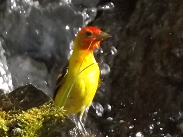 Western Tanager