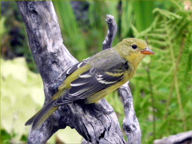 Western Tanager