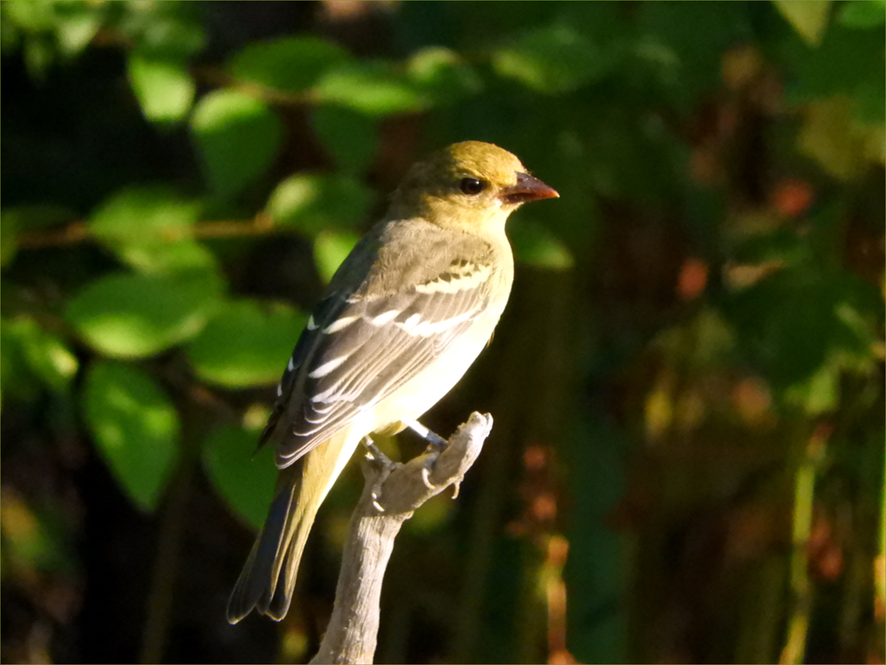 Western Tanager