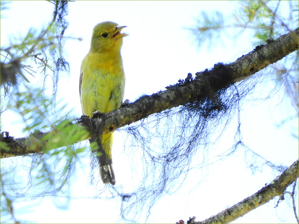 Western Tanager (female)