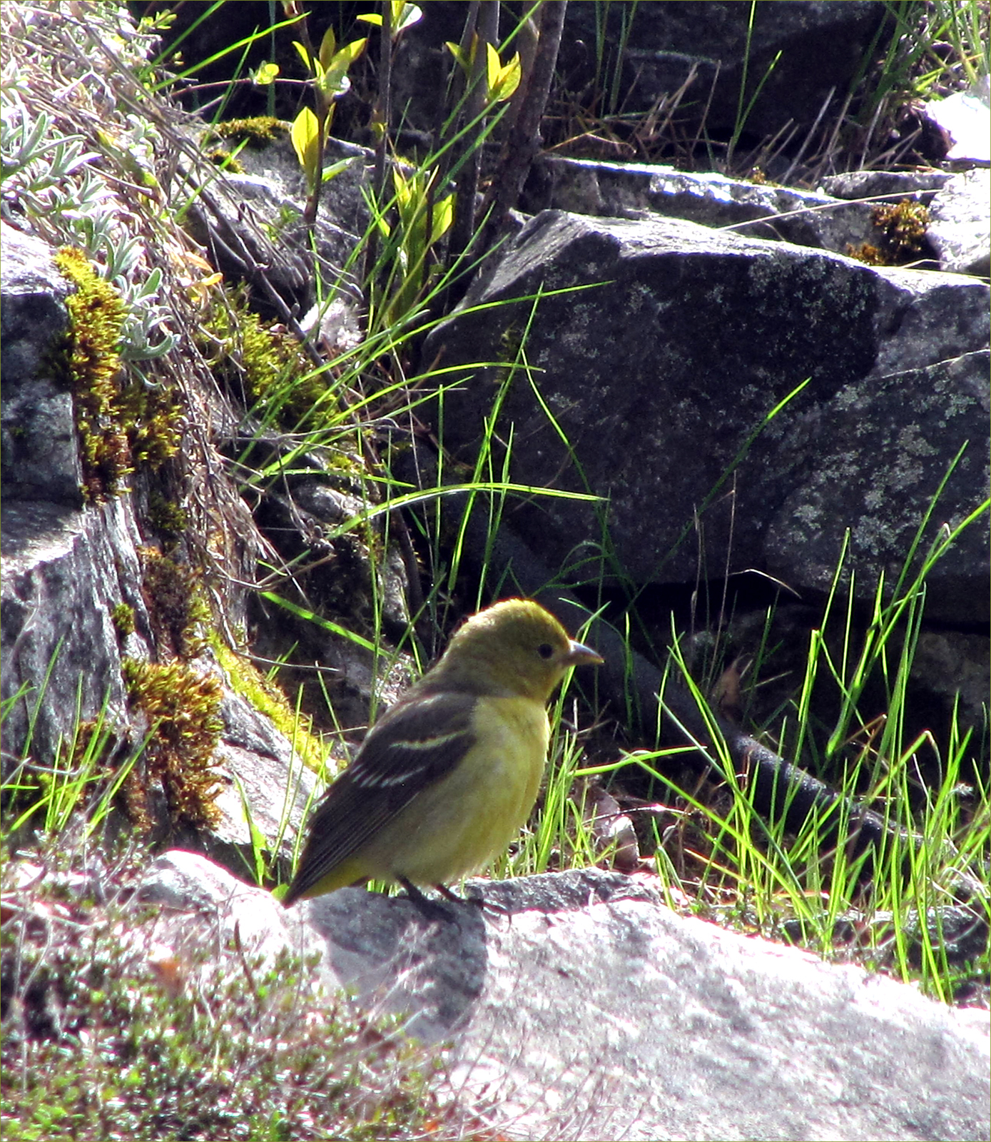 Western Tanager