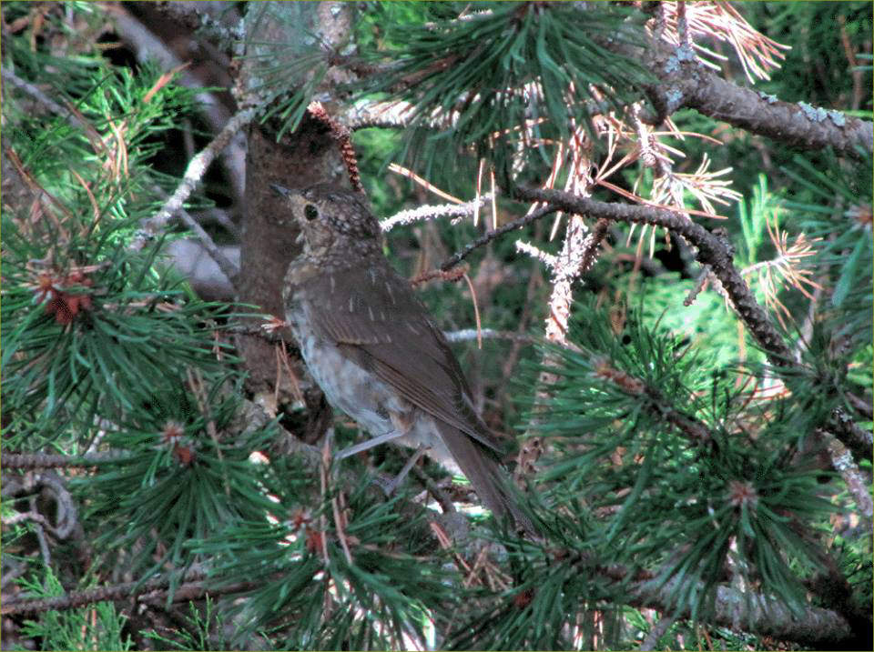Song Thrush