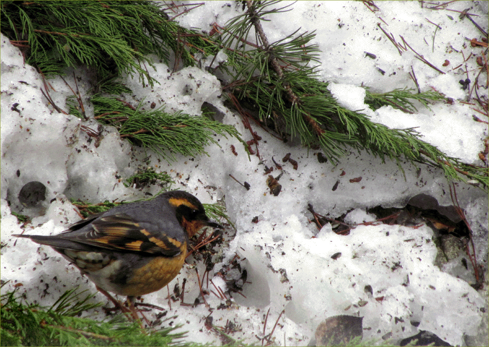 Varied Thrush